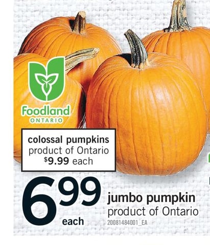 JUMBO PUMPKIN