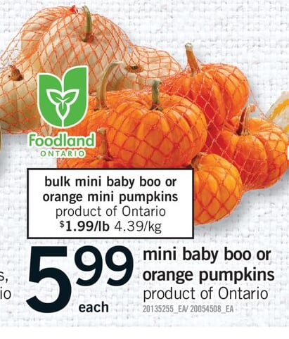 MINI BABY BOO OR ORANGE PUMPKINS