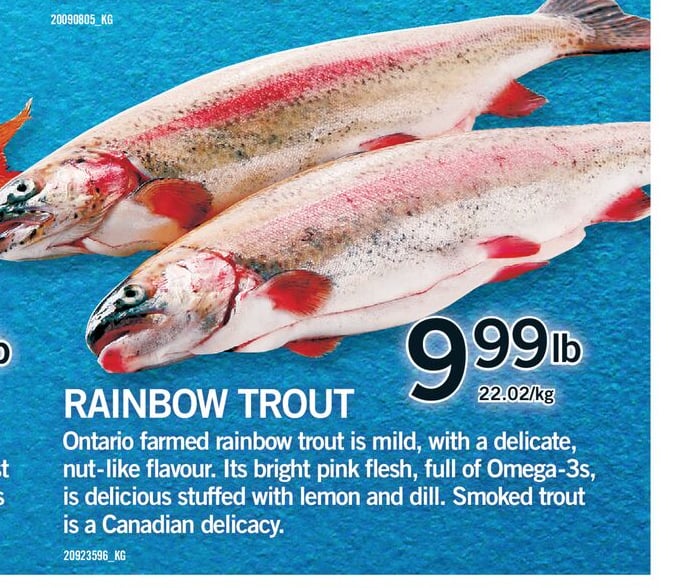 RAINBOW TROUT