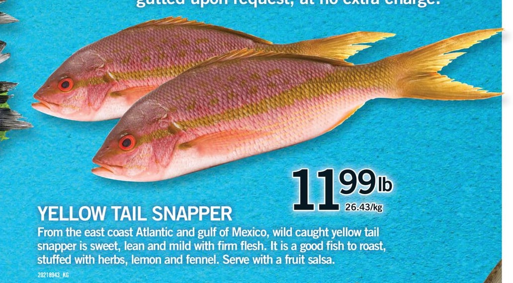 YELLOW TAIL SNAPPER