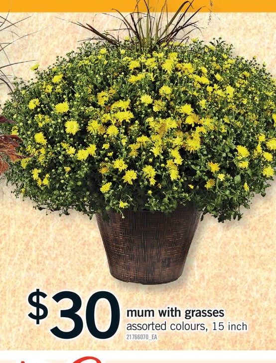 MUM WITH GRASSES, 15 INCH
