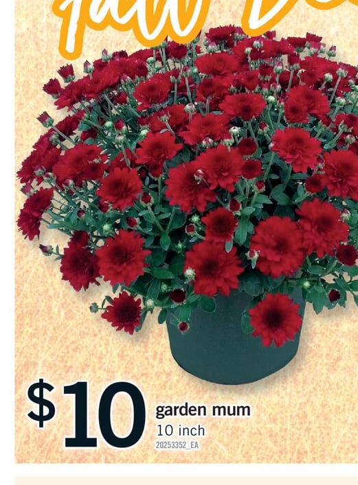 GARDEN MUM, 10 INCH