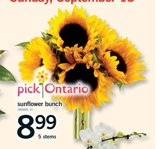 SUNFLOWER BUNCH
