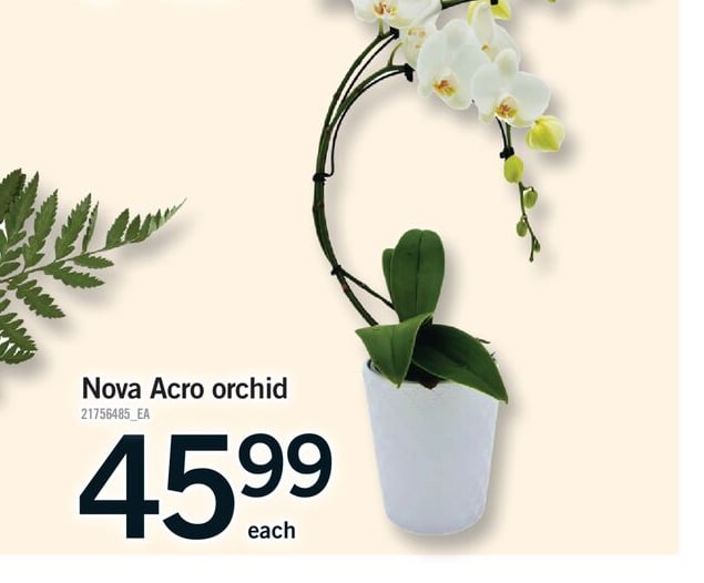 NOVA ACRO ORCHID