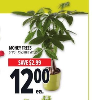 MONEY TREES