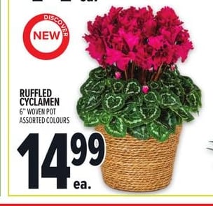 RUFFLED CYCLAMEN