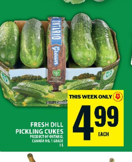 Fresh Dill Pickling Cukes