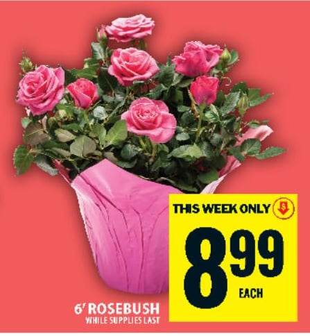 6" Rosebush