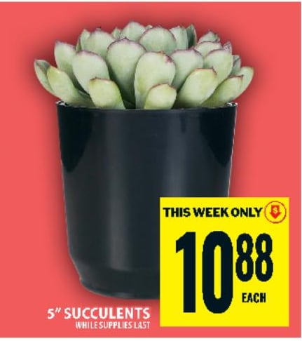 5" Succulents