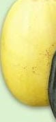 ASSORTED LOCAL SQUASH