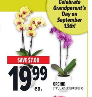ORCHID