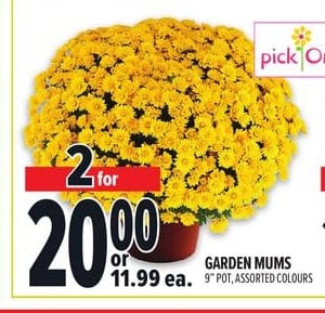 GARDEN MUMS