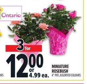 MINIATURE ROSEBUSH