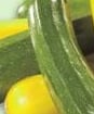 GREEN OR YELLOW ZUCCHINI