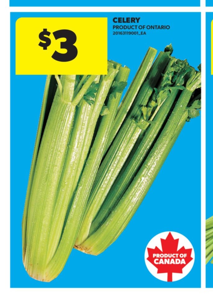 CELERY