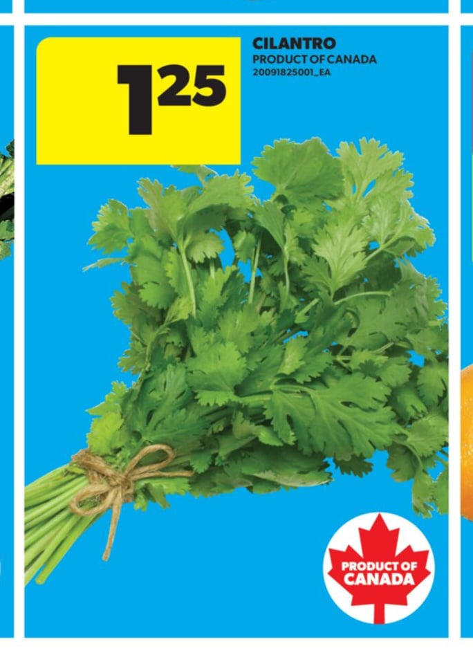 CILANTRO