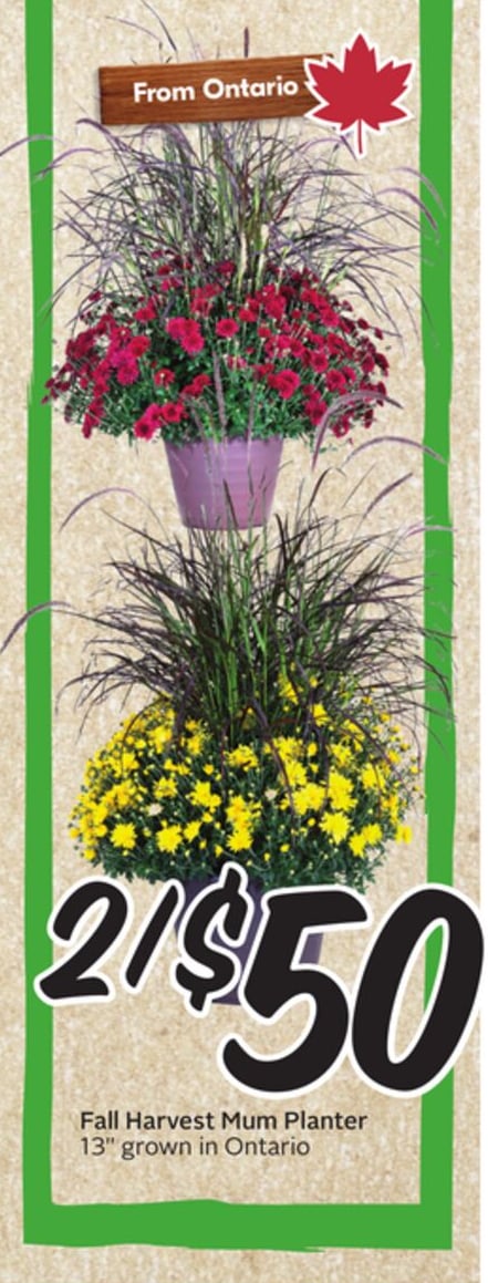 Fall Harvest Mum Planter